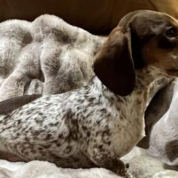 Dachshunds from High Desert Mini Dachshunds