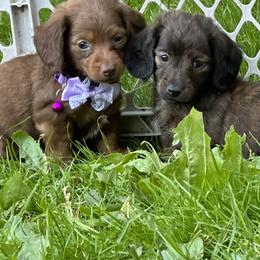 Dachshund, Poodle, and Yorkshire Terrier Puppies from Granny's babies