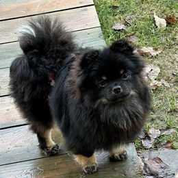 Dunkin - Black and tan male Pomeranian puppy in Douglas, Massachusetts from Country Oak Poms LLC