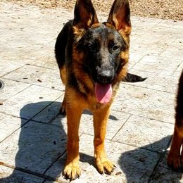 Katya - German Shepherd puppy in Clifton, Virginia from Von Haus Wisen Baker German Shepherds