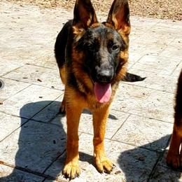 Katya - German Shepherd puppy in Clifton, Virginia from Von Haus Wisen Baker German Shepherds