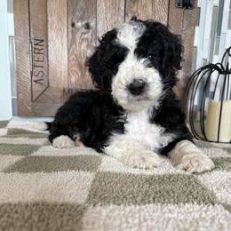 Onyx - Black and white male Aussiedoodle puppy in Buffalo, Illinois from Pear Tree Pups