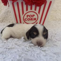 Ivory - Piebald female Dachshund puppy in Colbert, Oklahoma from Brooke Crenshaw