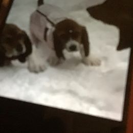 Basset Hound Puppies from Muggsk-9obedience