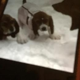 Basset Hound Puppies from Muggsk-9obedience