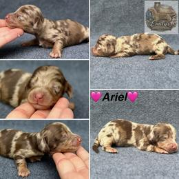 Ariel 3250 - Dapple female Dachshund puppy in Gatesville, Texas from Emily’s Doxie Domain