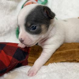 Bobby - Black and white male Chihuahua puppy in Amity, Pennsylvania from Rhoda and Verna