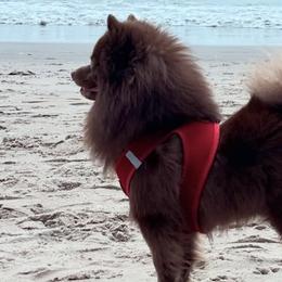 Pomeranians from Pomeranians