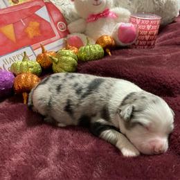 Jasper - Blue merle male Miniature Australian Shepherd puppy in Westwego, Louisiana from Connie's American Eskimo Dogs and Mini Australian Shepherd Dogs