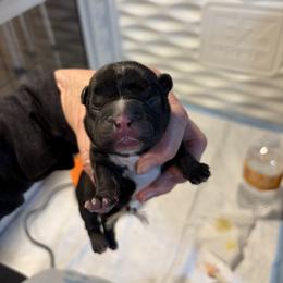 Rufus - Brindle and white male French Bulldog puppy in Neenah, Wisconsin from Mimosa Acres French Bulldogs LLC
