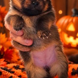 Salem - Red sable female Pomeranian puppy in Chelsea, Oklahoma from Kathy's Precious Poms