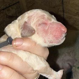 Black Collar - Apricot male Goldendoodle puppy in Winchester, Tennessee from Mahaffey’s Doodles