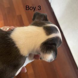Boy 3 - Black and white male Boston Terrier puppy in Ofallon, Missouri from Lucky 7 Bostons