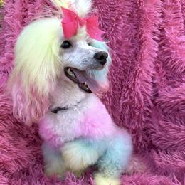 Posh - Poodle