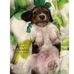 Ziggy - Piebald male Dachshund puppy in Robinson, Texas from Hayward's House of Dach's
