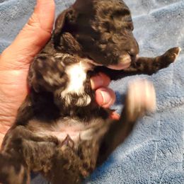 Girl 2 - Poodle puppy in Lebanon, Oregon from E-Lattion Miniature Poodles LLC