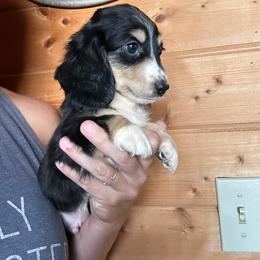 Boy 1 - Black and tan male Dachshund puppy in Cheyenne, Wyoming from Great Basin Hounds