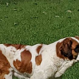 Minnie - Saint Bernard