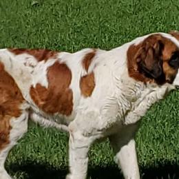 Minnie - Saint Bernard