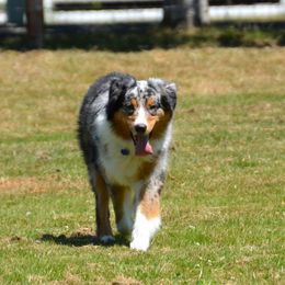 Australian Shepherd All Grown Up from Laurelhills Farm