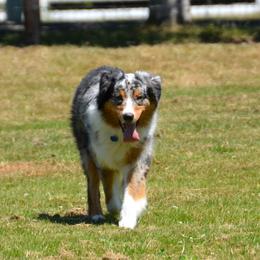 Australian Shepherd All Grown Up from Laurelhills Farm