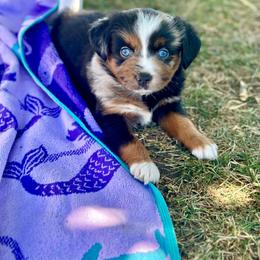 Fanta - Blue merle female Miniature Australian Shepherd puppy in Lincoln, California from Country Dreams Mini Aussies