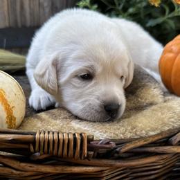 Fluffy - Labrador Retriever puppy from Limestone Labradors