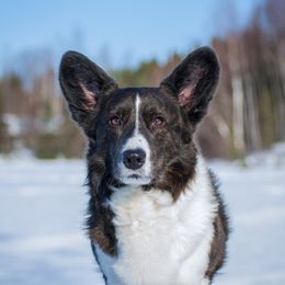 Merlin - Cardigan Welsh Corgi