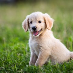 Bordoodles from Brazos Sunrise Farm