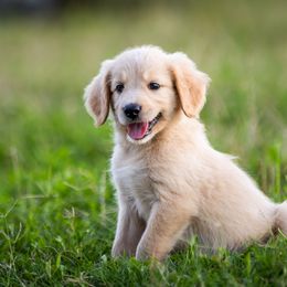Bordoodles from Brazos Sunrise Farm