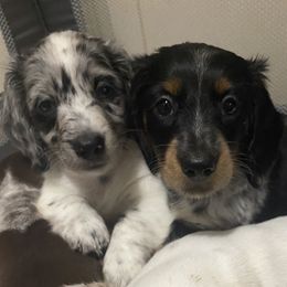 Dachshund Puppies from AJs Doxies