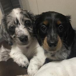 Dachshund Puppies from AJs Doxies
