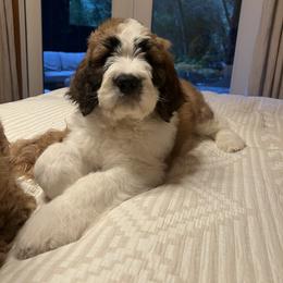 Saint Berdoodle Puppies from Country Manor Saint Berdoodles