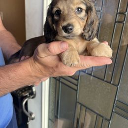 Dachshund Puppies from Loveland Doxies