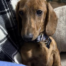 Tigger - Dachshund