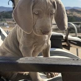 Weimaraner Puppies from Kennedy Weimaraners