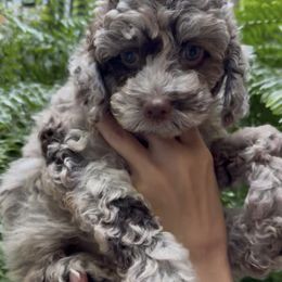 May - Brown white and tan female Cockapoo puppy in Queens, New York from The 2 Musketeers_Cockapoos