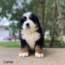 Carter - Black rust and white Bernese Mountain Dog puppy in New Haven, Indiana from Milan Berners