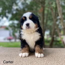 Carter - Black rust and white Bernese Mountain Dog puppy in New Haven, Indiana from Milan Berners