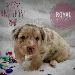 Amethyst - Red merle female Australian Shepherd puppy in Petersburg, Indiana from Royal Aussie’s