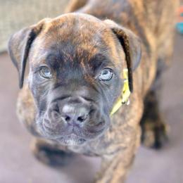 Yellow Collar Girl - Brindle female Boerboel puppy in Lubbock, Texas from Bushido Boerboels