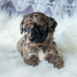 Dunkin - Blue merle male Aussiedoodle puppy in Brevard County, Florida from Enchanting Puppies