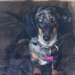 Pepper - Dachshund