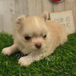 Domino - Cream and white male Chihuahua puppy in Bowdon, Georgia from Paschal's Pups