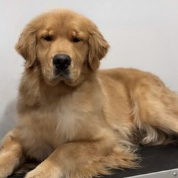 Golden Retriever Puppies from Sound Golden Retrievers