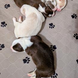 Border Collie puppies from Double4farms