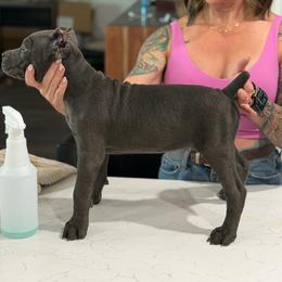 Yellow collar female - Gray female Cane Corso puppy in San Tan Valley, Arizona from Lofty Legends