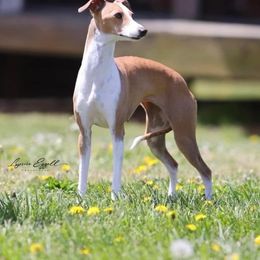 Italian Greyhound Puppies from Integra Italian Greyhounds