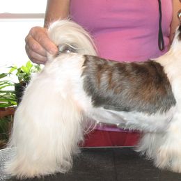 Shih Tzu All Grown Up from Sapphire Shih Tzu