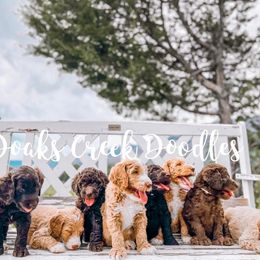 Bernedoodle, Goldendoodle, and Poodle Puppies from Doaks Creek Doodles